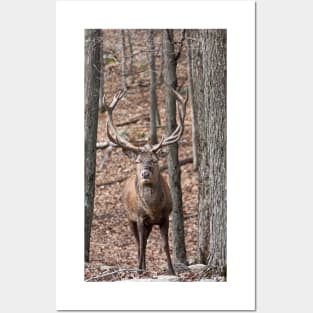 Bull Red Deer Posters and Art